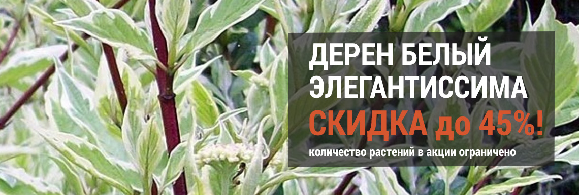 Дерен белый элегантиссима до 45%