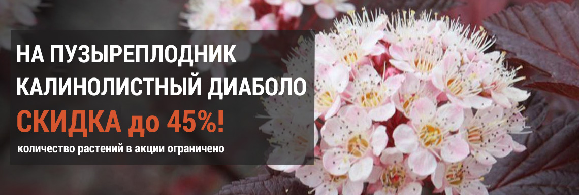 Пузыреплодник калинолистный Диаболо до 45%